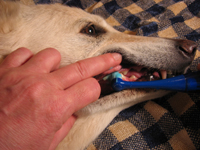 dog dental