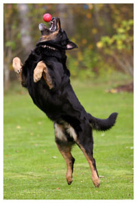 dog trick