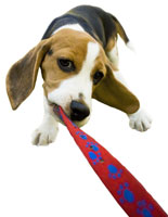 dog leash or puppy harness