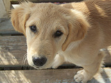 lab-retriever