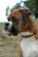 boxer dog