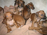 rhodesian ridgeback puppies