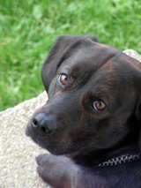 hungry brown labrador