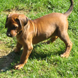 ridgeback puppy