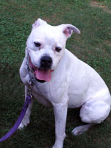 boxer bulldog cross on a leash