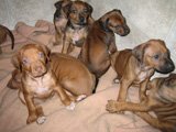 ridgeback puppies