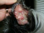 Infected Dog's Ear